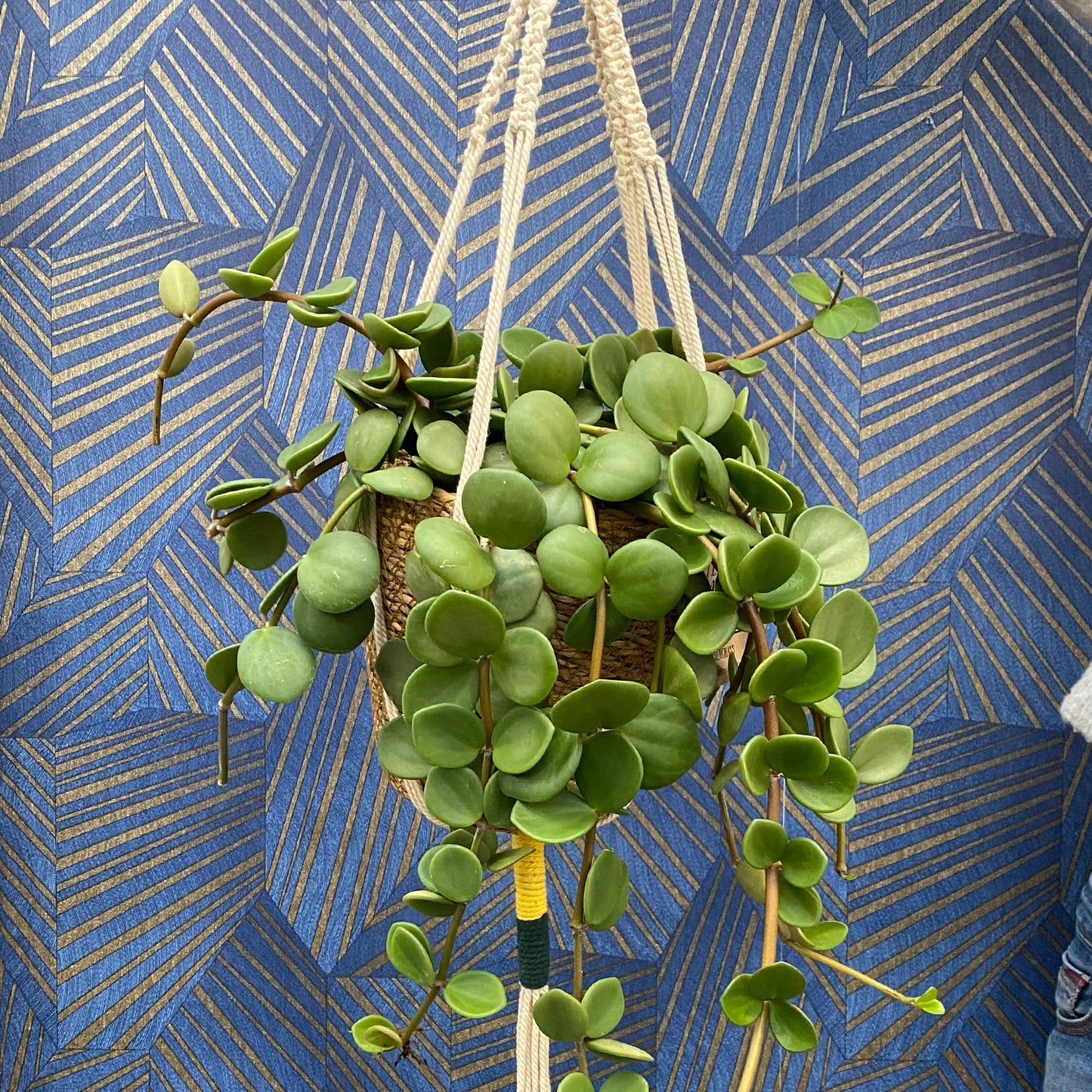 Mix & Match Box Ungiftige Pflanzen - Sonnige Fensterbank