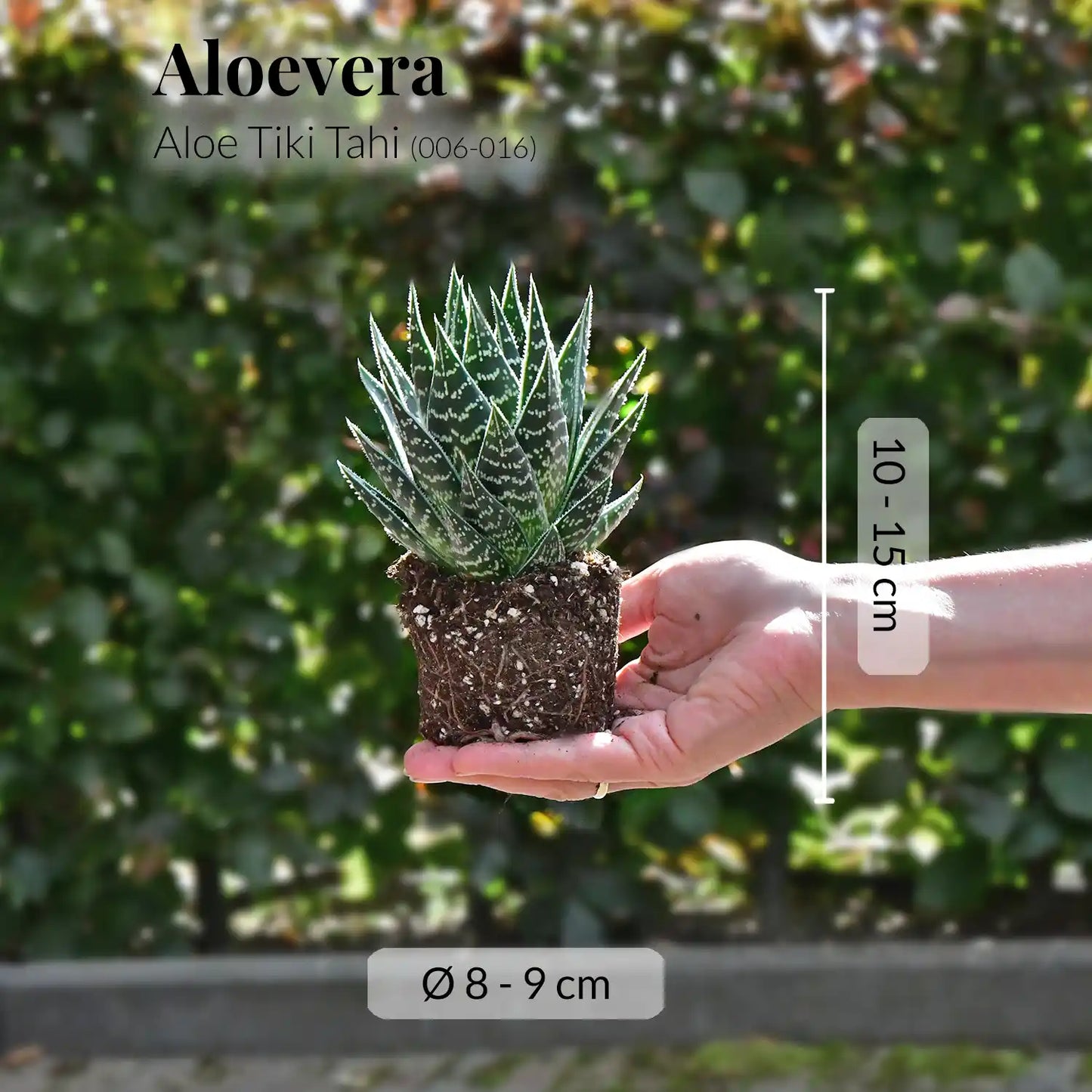 Babypflanze Trio Badezimmer Aloevera
