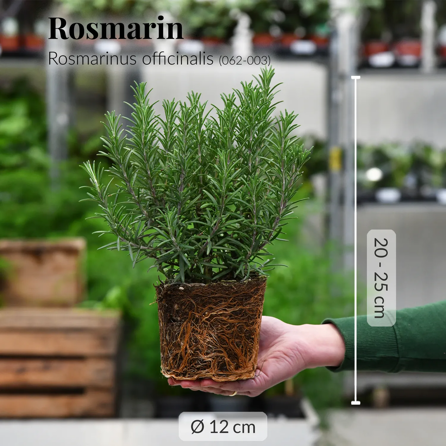 6er Box Rosmarin Pflanzen