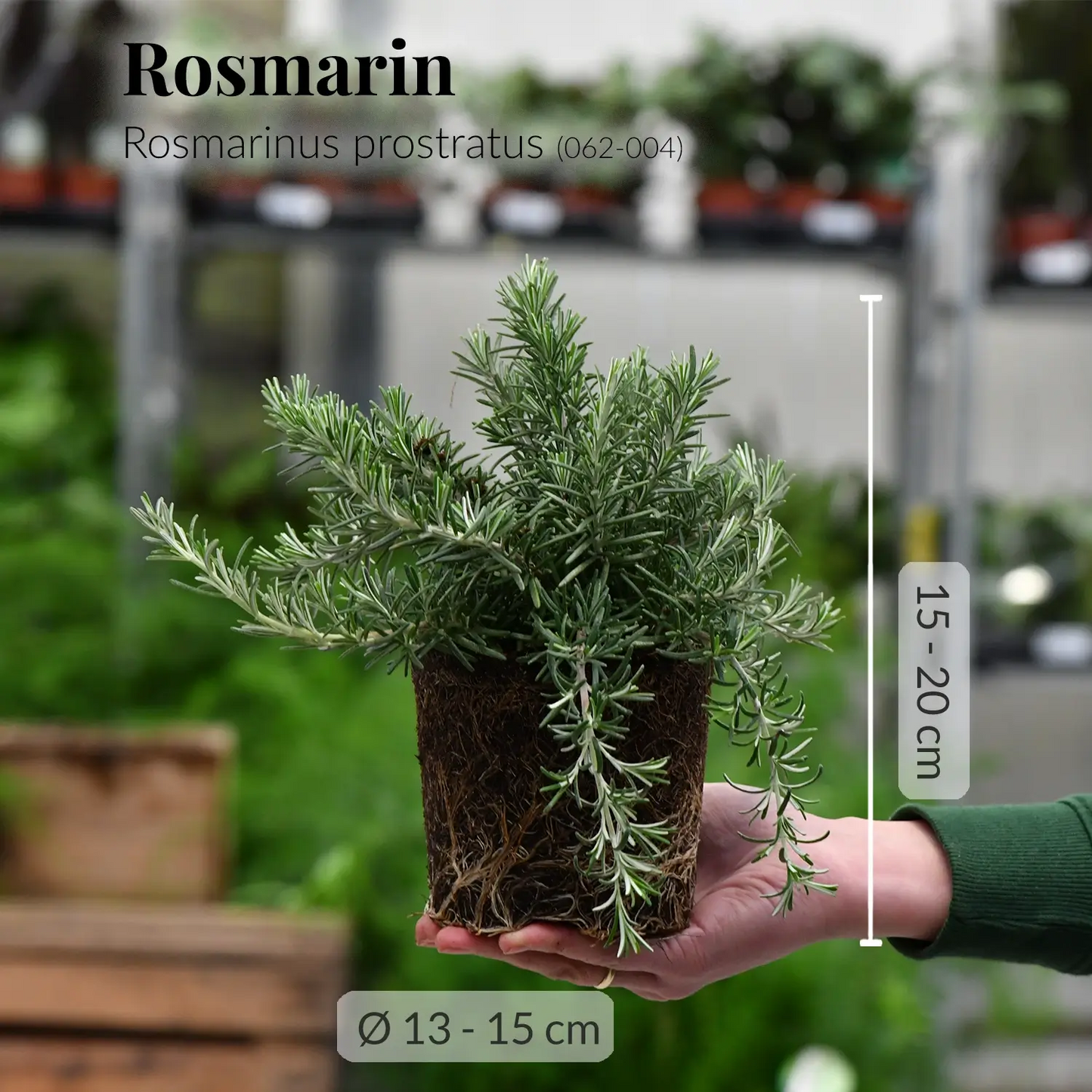 Mix & Match Winterharte Kräuter