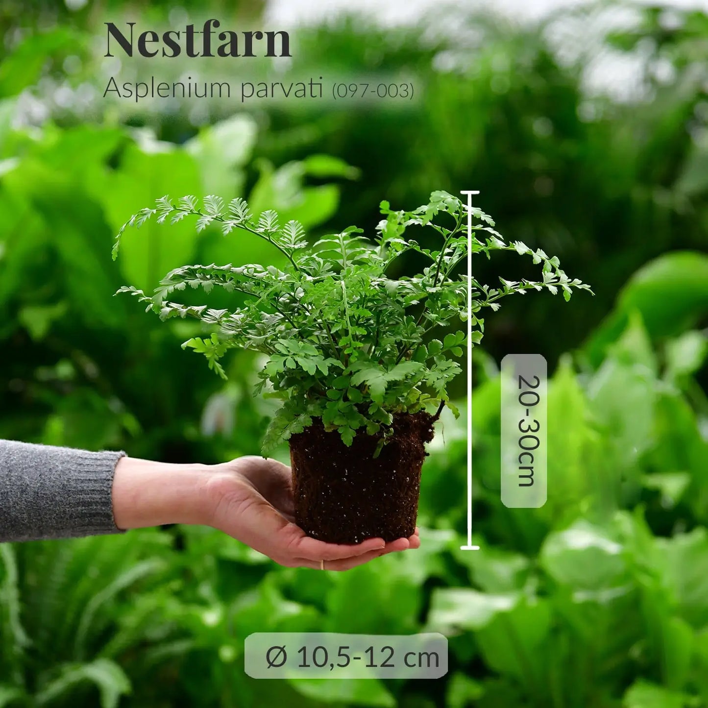 Frischer Nestfarn direkt beim Gärtner mit Wurzeln