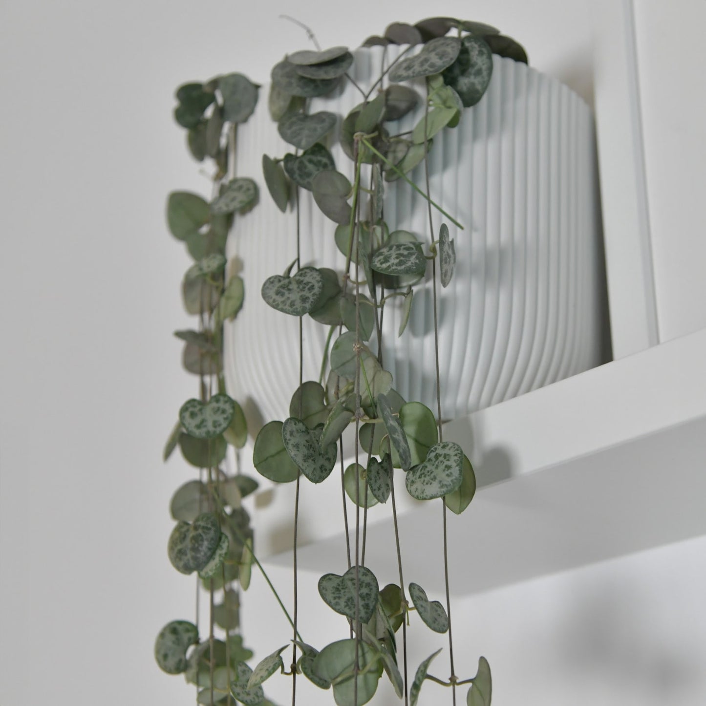 Geschenkset String of Hearts