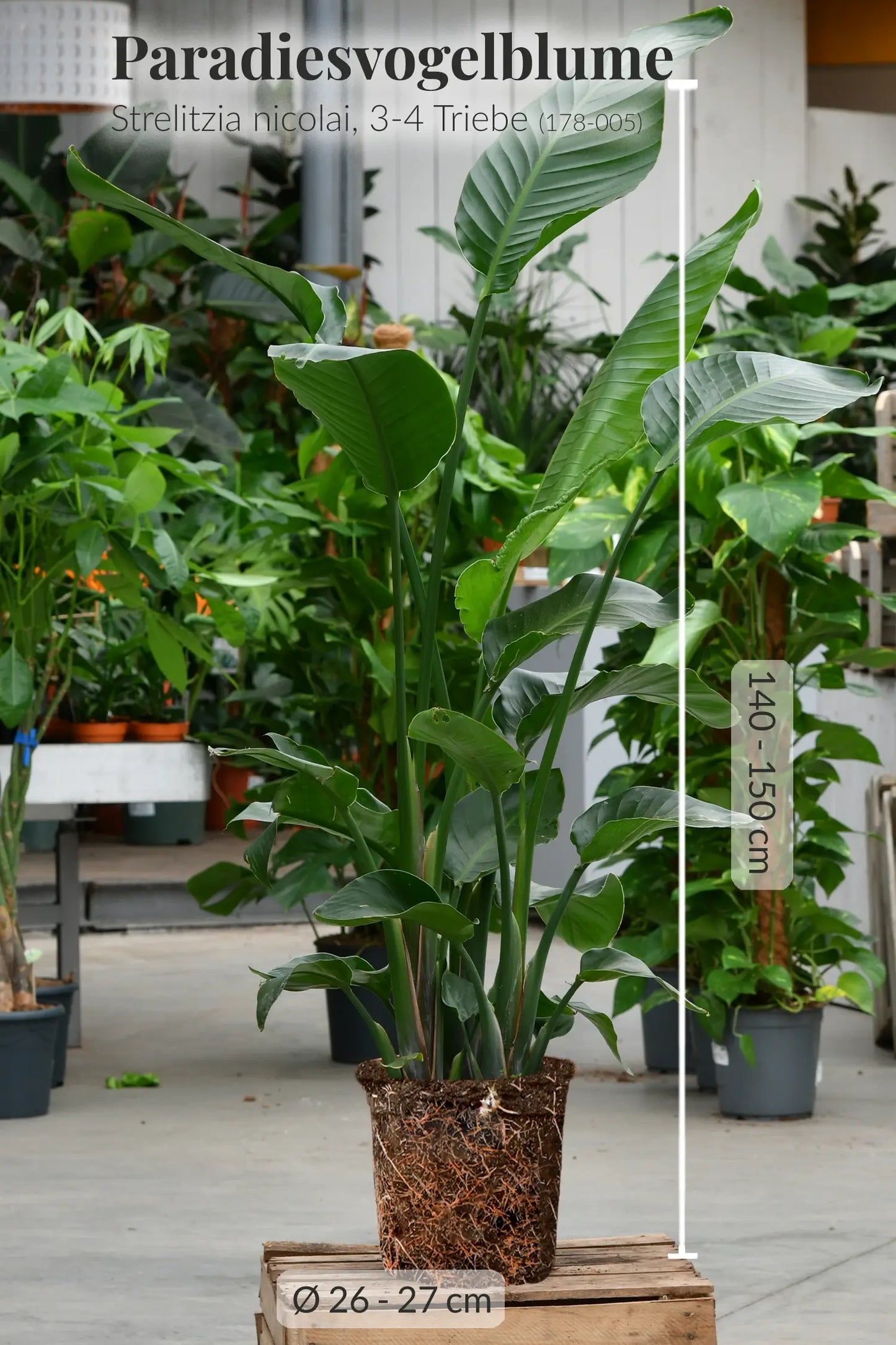 Frische große Paradiesvogelblume mit Wurzeln frisch beim Gärtner