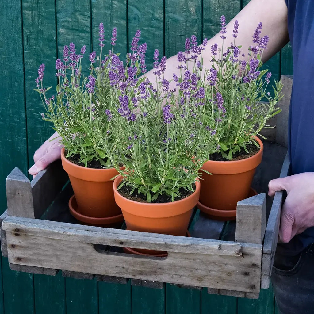 3er Box Blaue Lavendel Pflanzen
