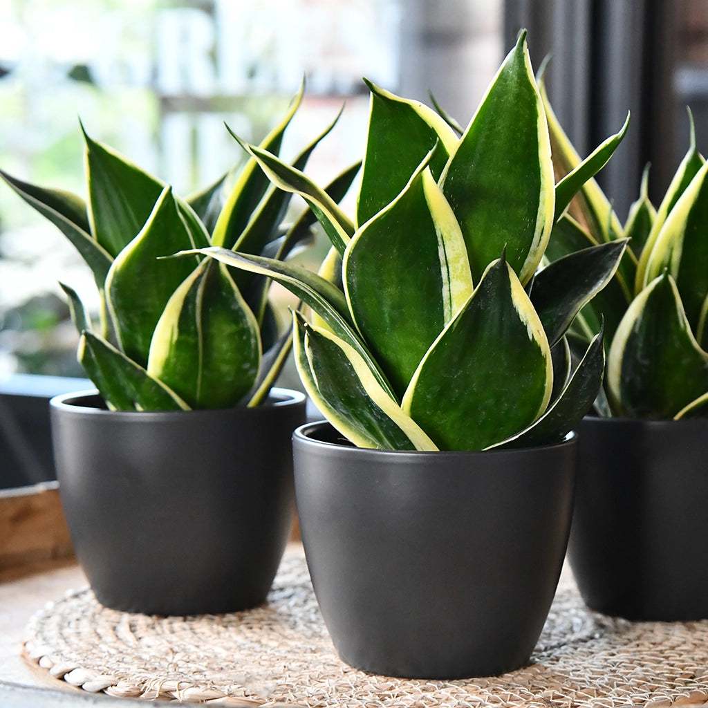 Babypflanze Sansevieria Schwiegermutterzunge