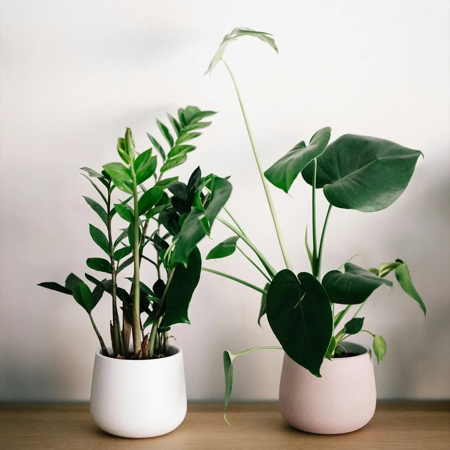 Zamioculcas und MOnstera als Badezimmerpflanzen
