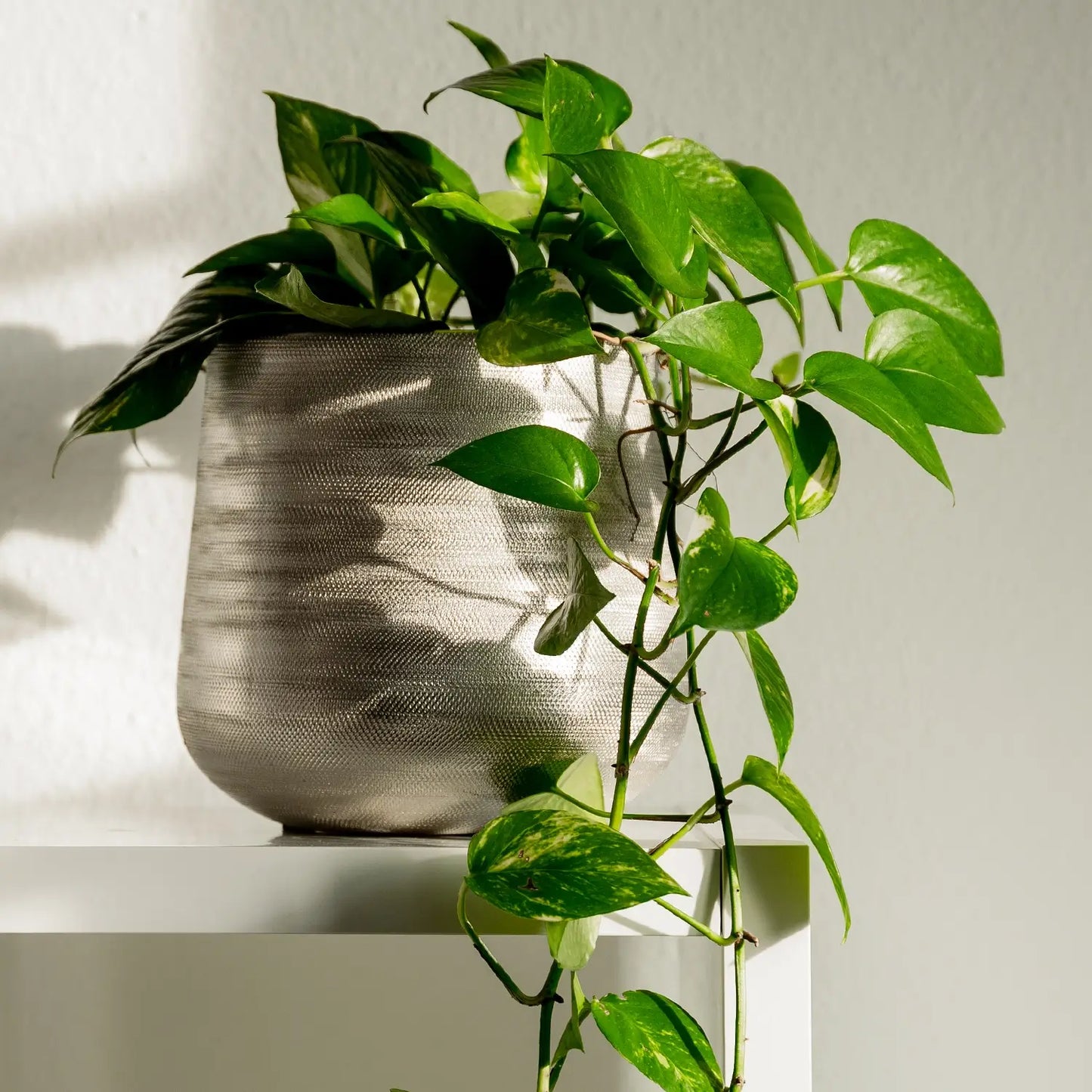 Efeutute in silber topf fürs badezimmer