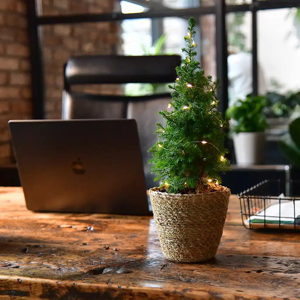 6er Box Tisch-Weihnachtsbäume