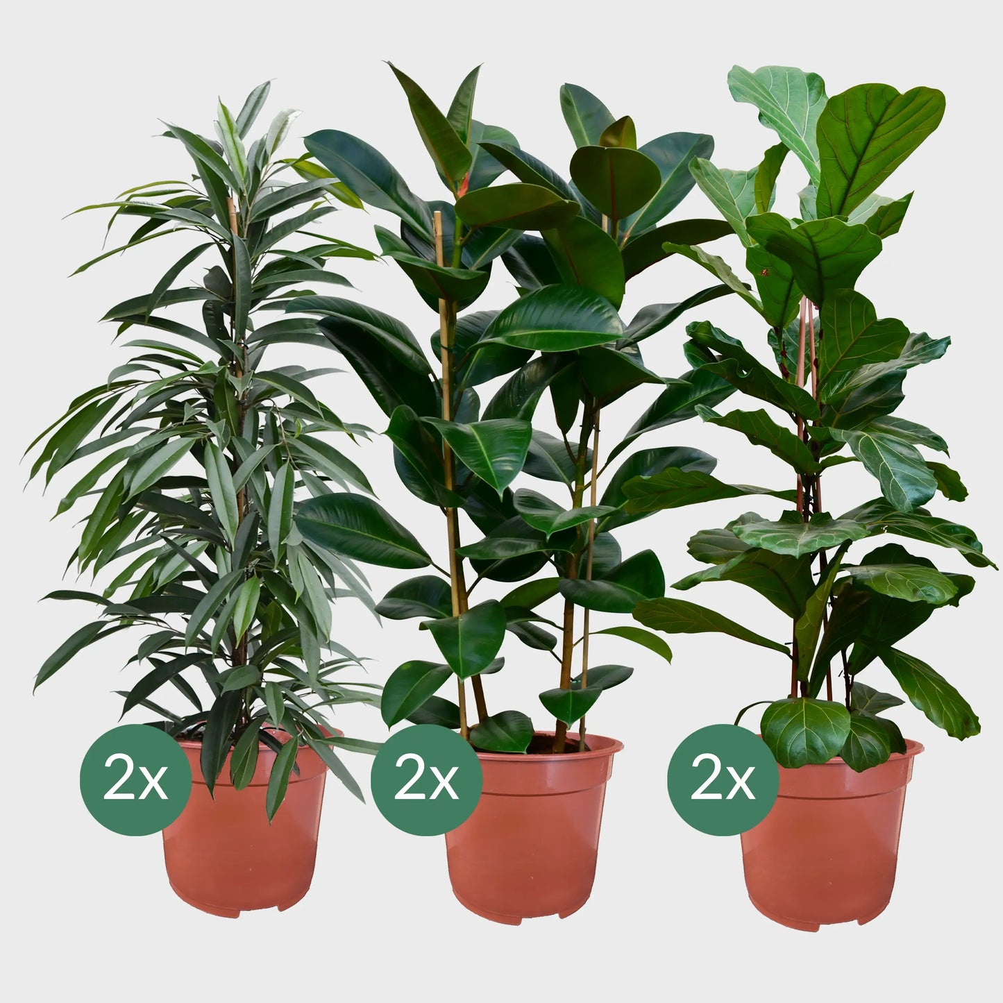 Palettenset Ficus: 6XXL Büropflanzen in Keramiktöpfen
