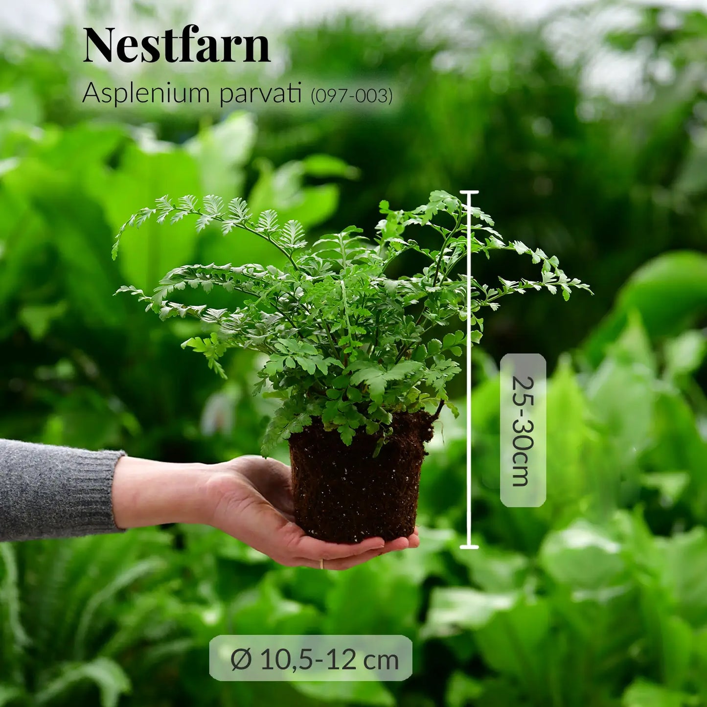 Mix & Match 6er Box pflegeleichte Pflanzen für wenig Licht