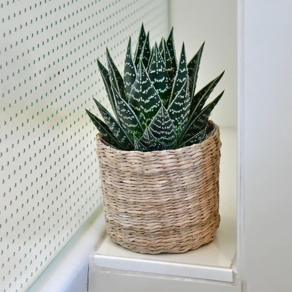 Babypflanze Trio Badezimmer Aloevera