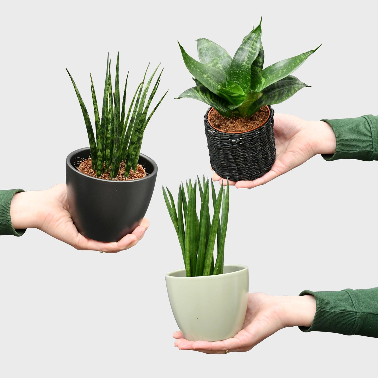 Babypflanze Trio Badezimmer Sukkulenten