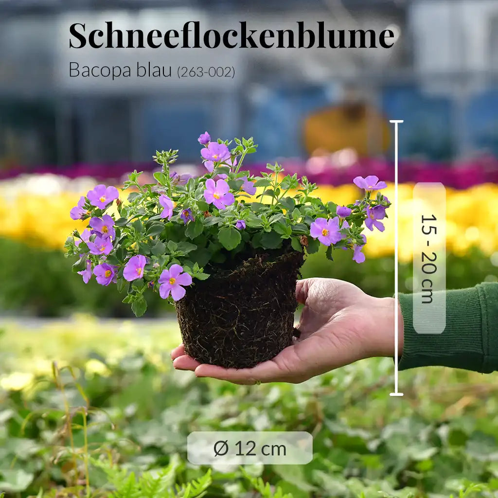 Schneeflockenblume Blau, hängend