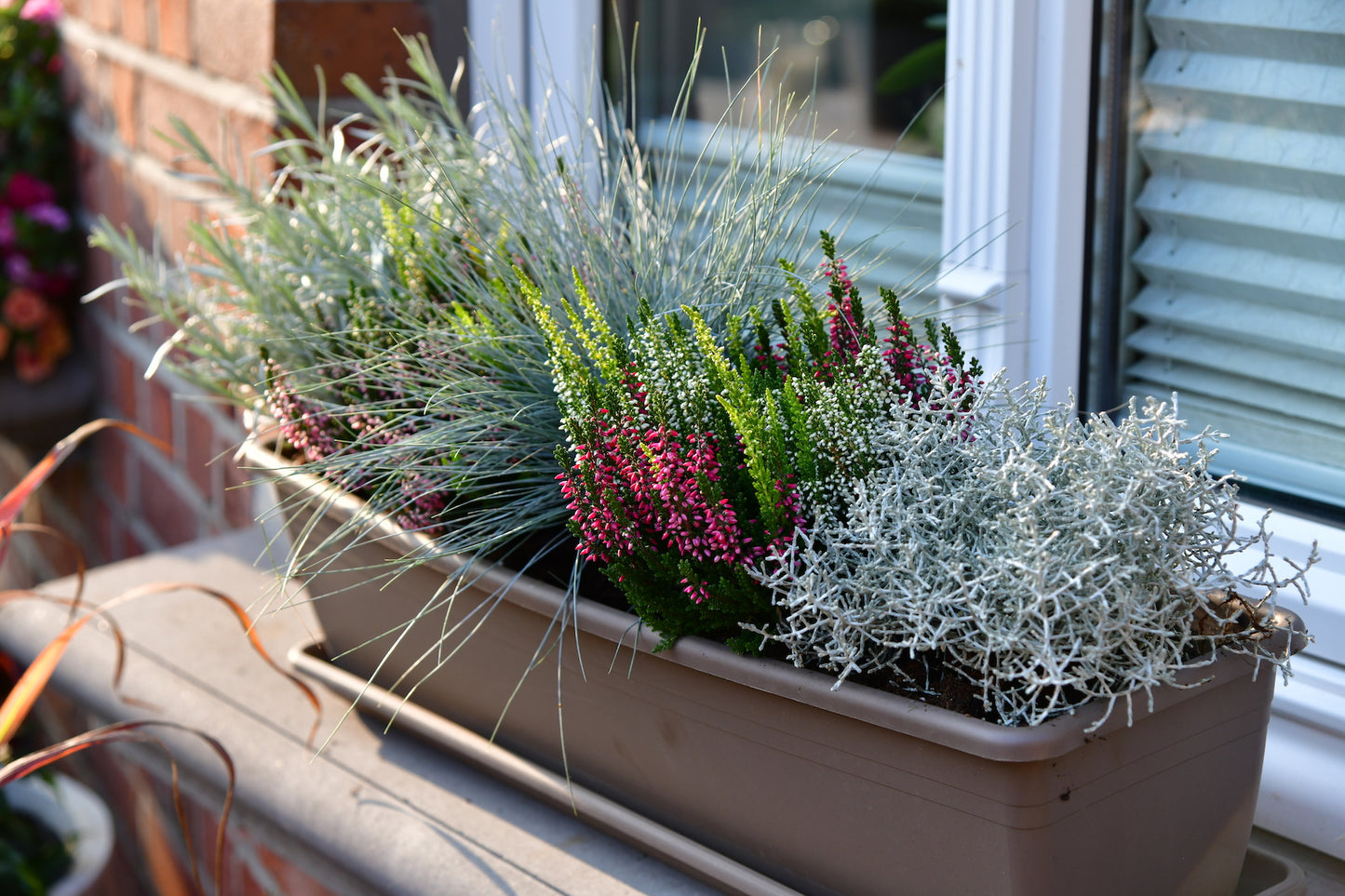 Mix & Match Winterharte Herbstpflanzen