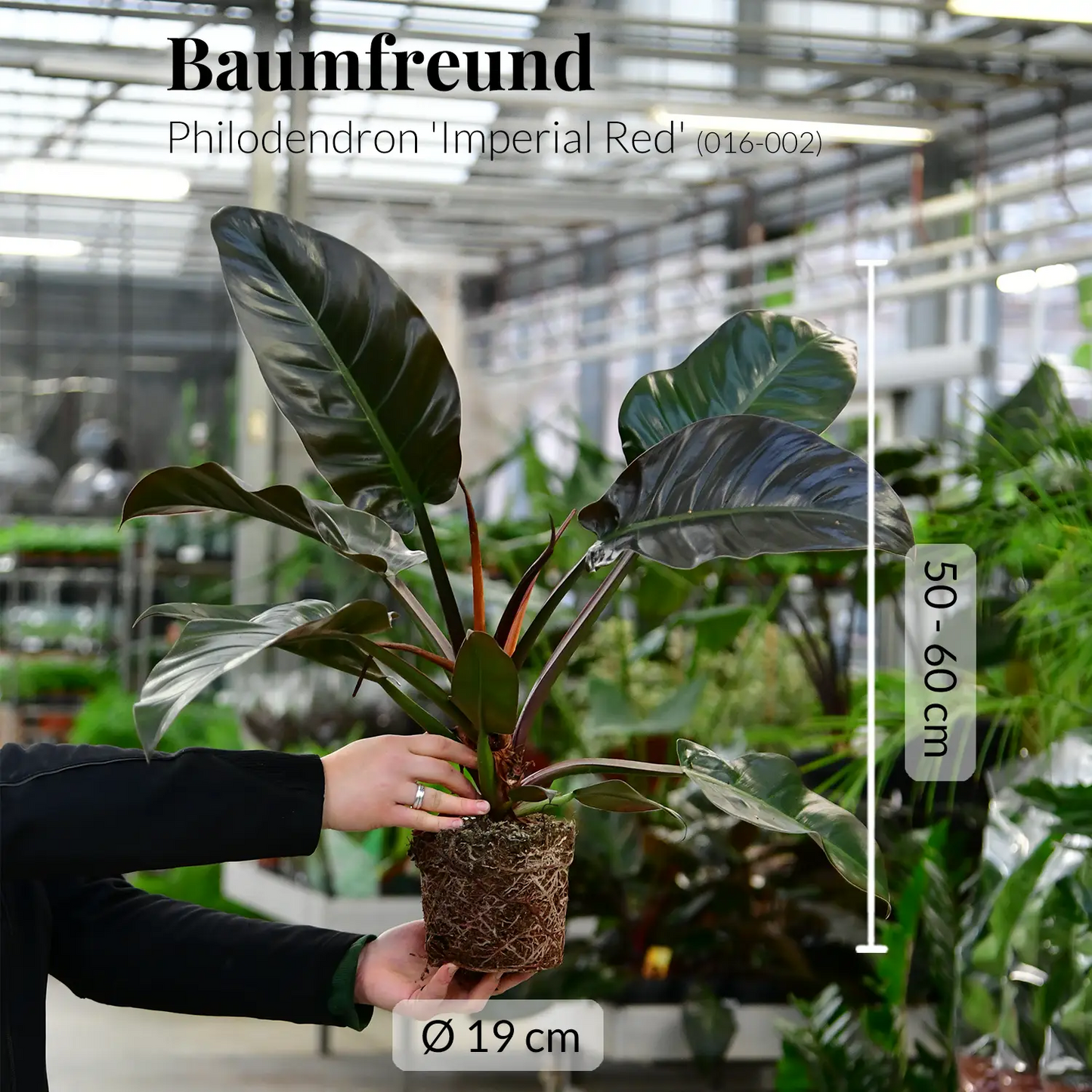 Philodendron Imperial Red