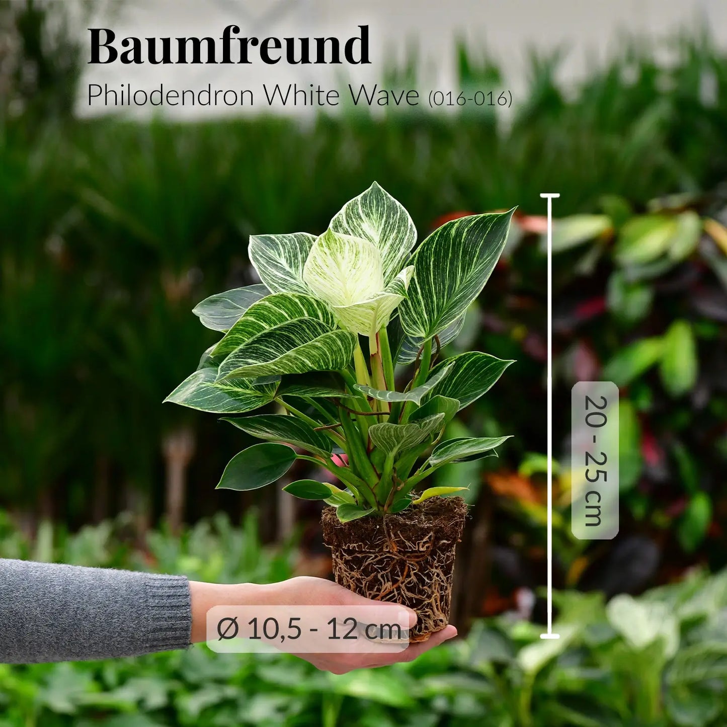 Frischer Philodendron mit gesunden Wurzeln direkt beim Gärtner