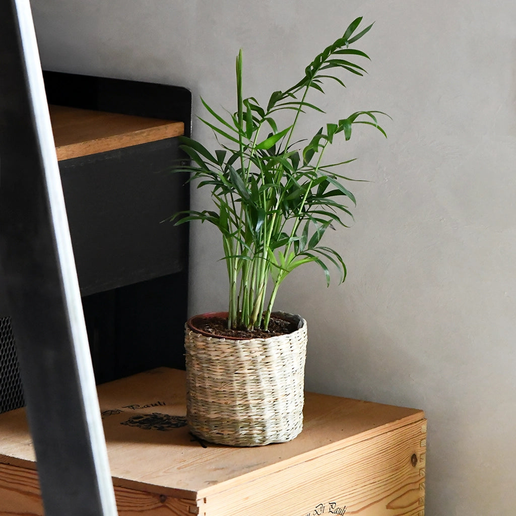 Babypflanze Bergpalme