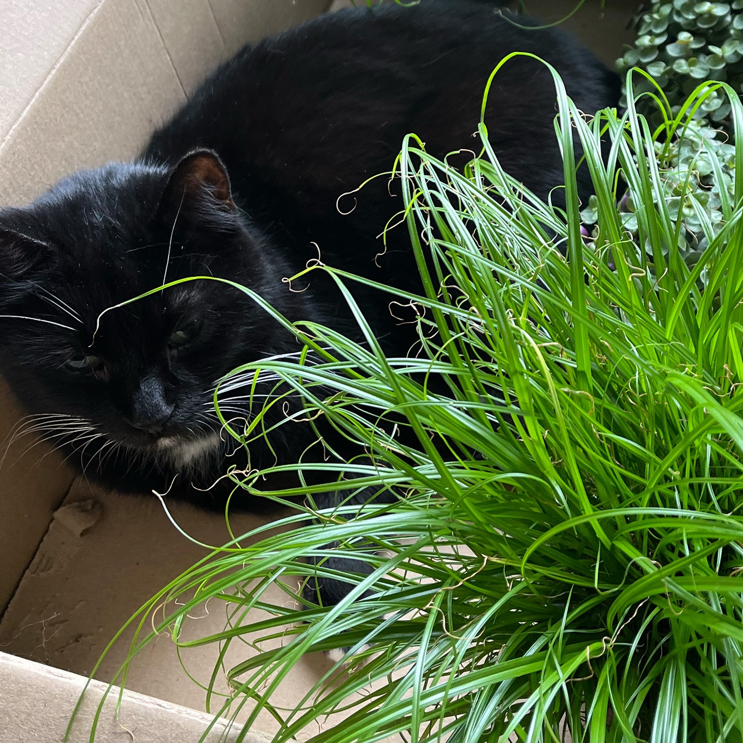 3er Katzengras Box PetLove
