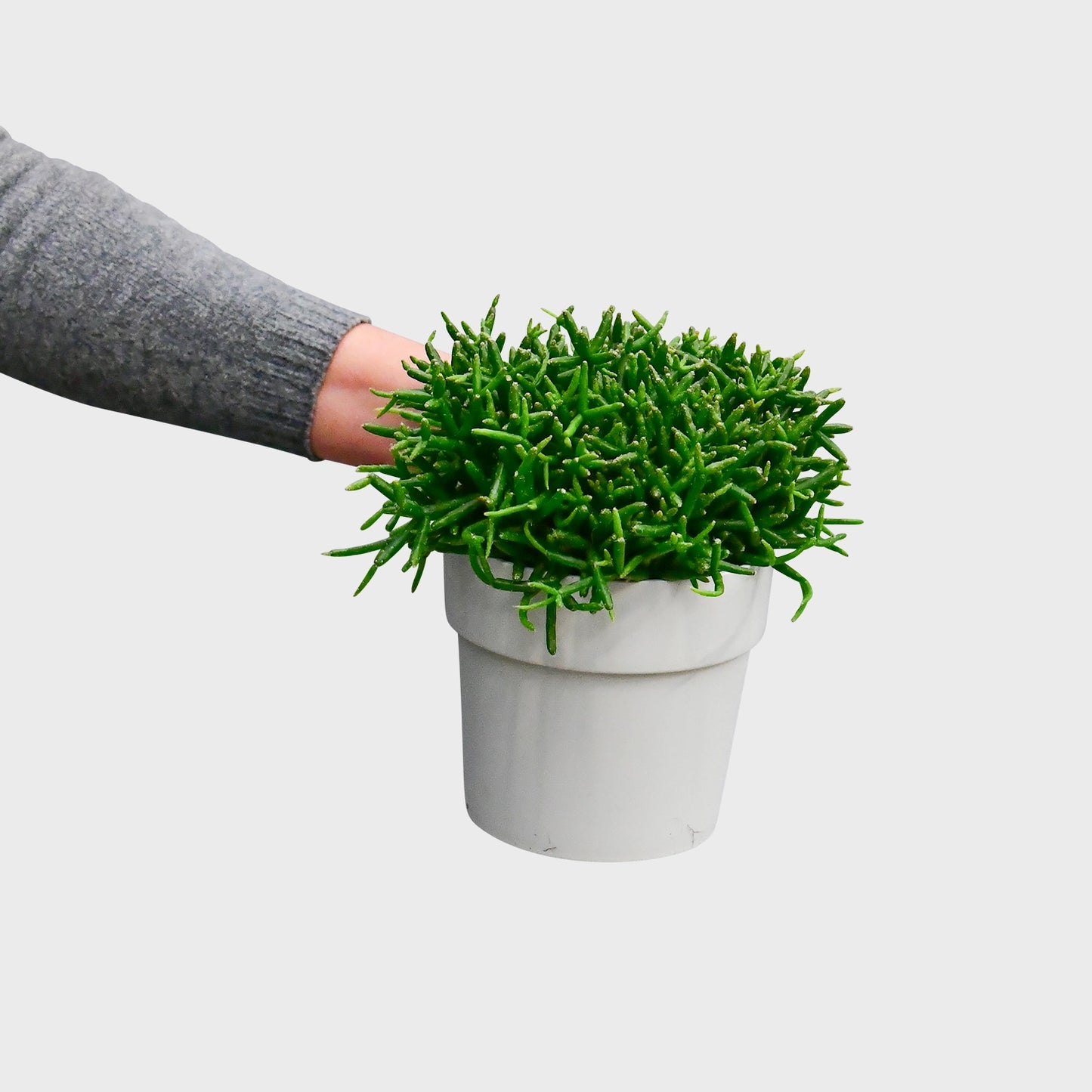 Rhipsalis Bruchelii