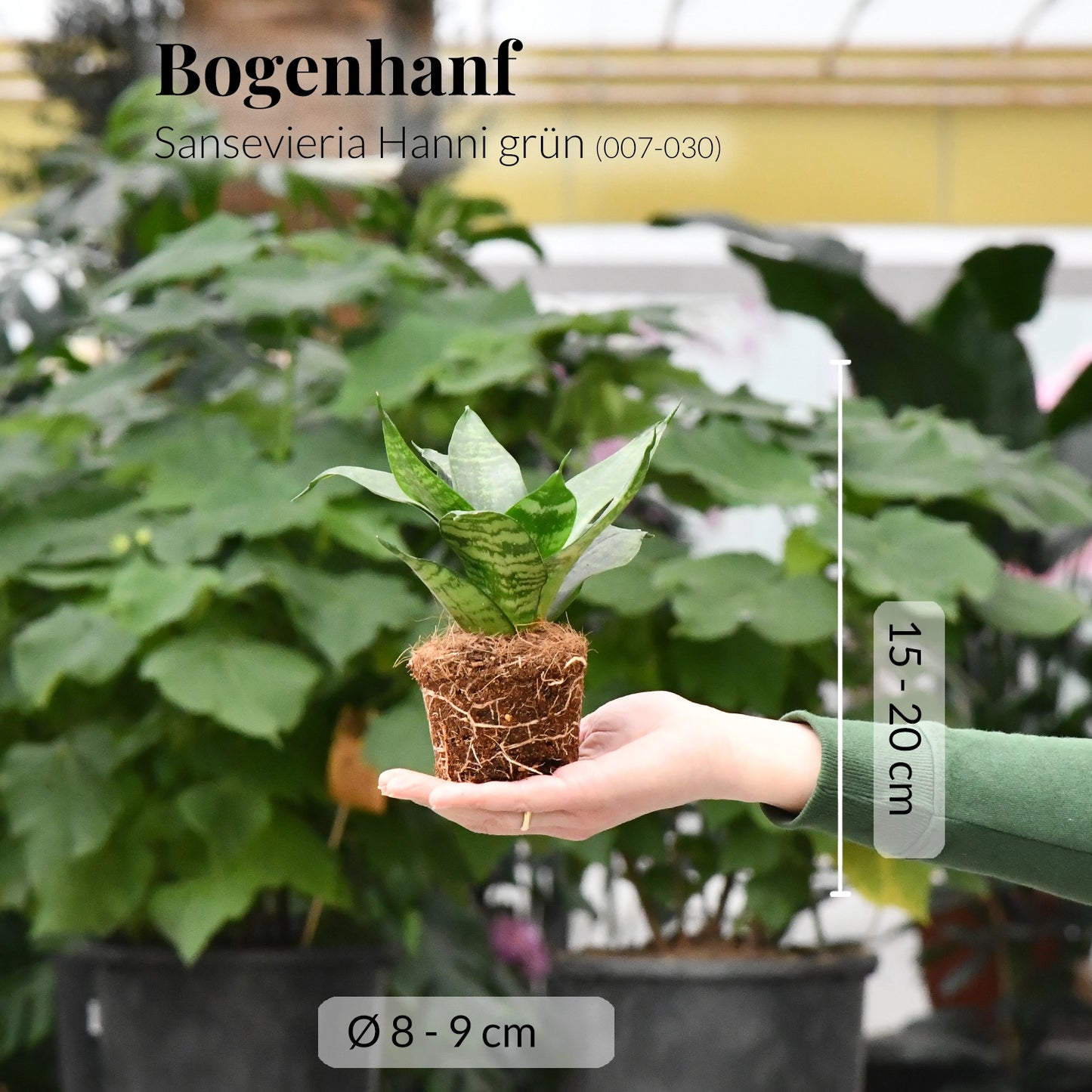 Babypflanze Trio Badezimmer Sukkulenten