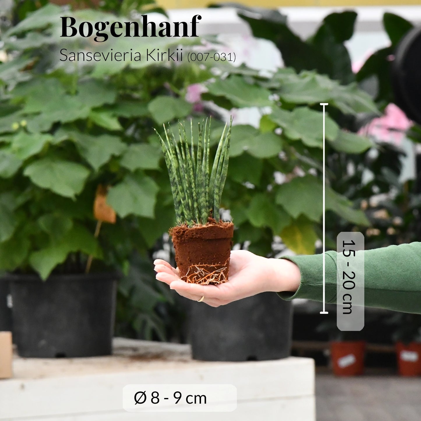 Babypflanze Sansevieria Kirkii