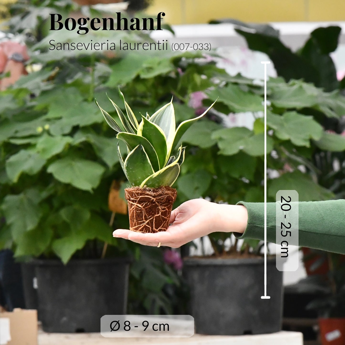 Babypflanze Sansevieria Schwiegermutterzunge