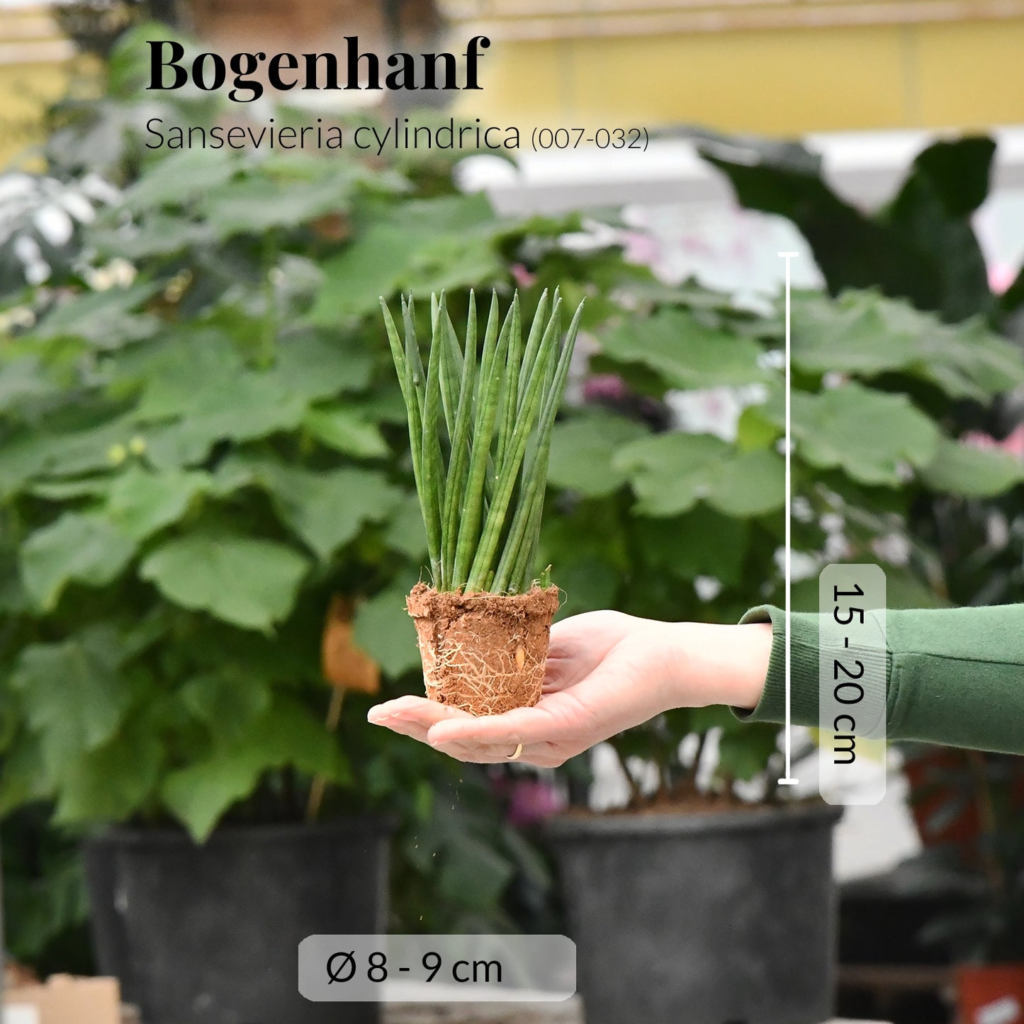 Babypflanze Sansevieria Cylindrica