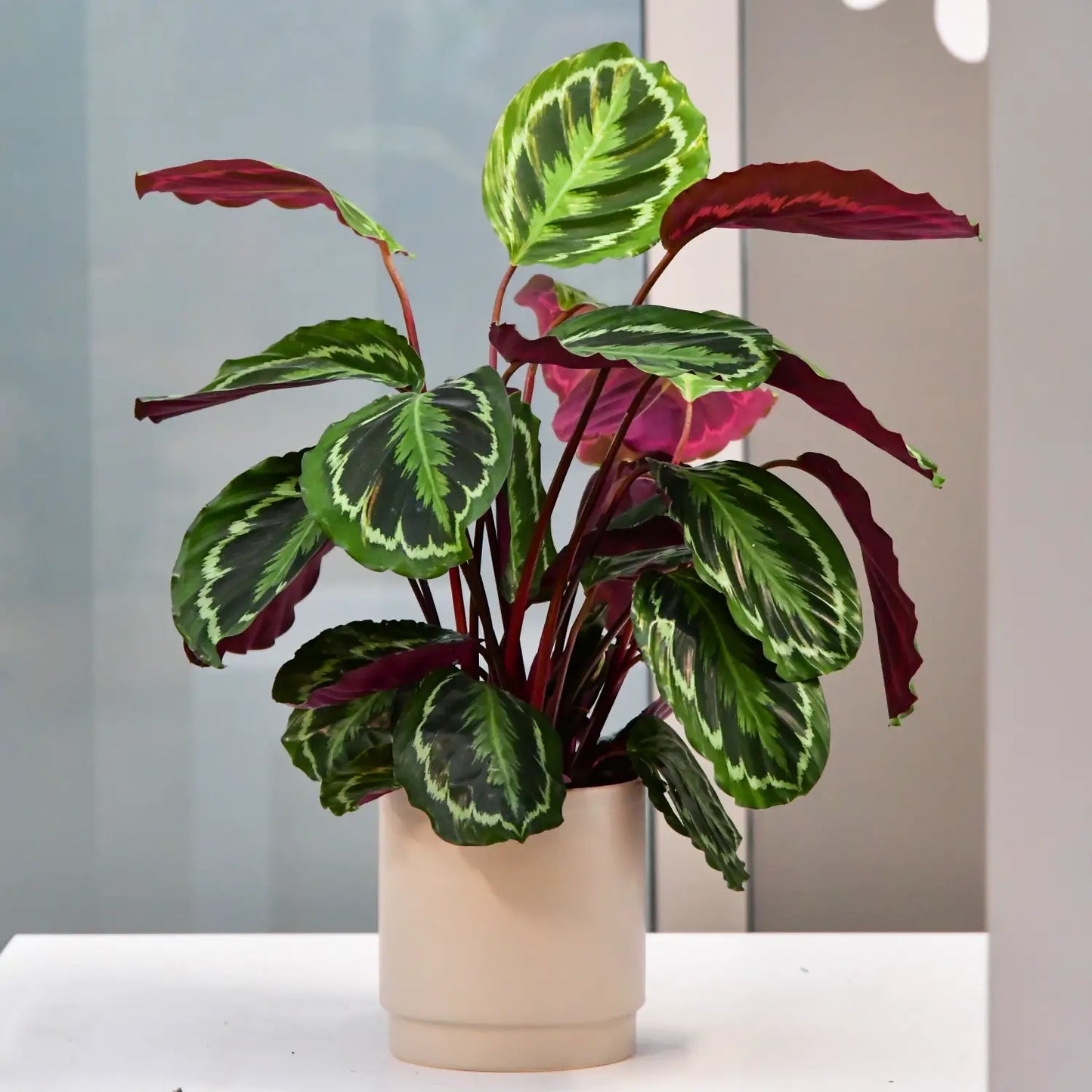 SPECIAL OFFER Calathea Medallion No.19