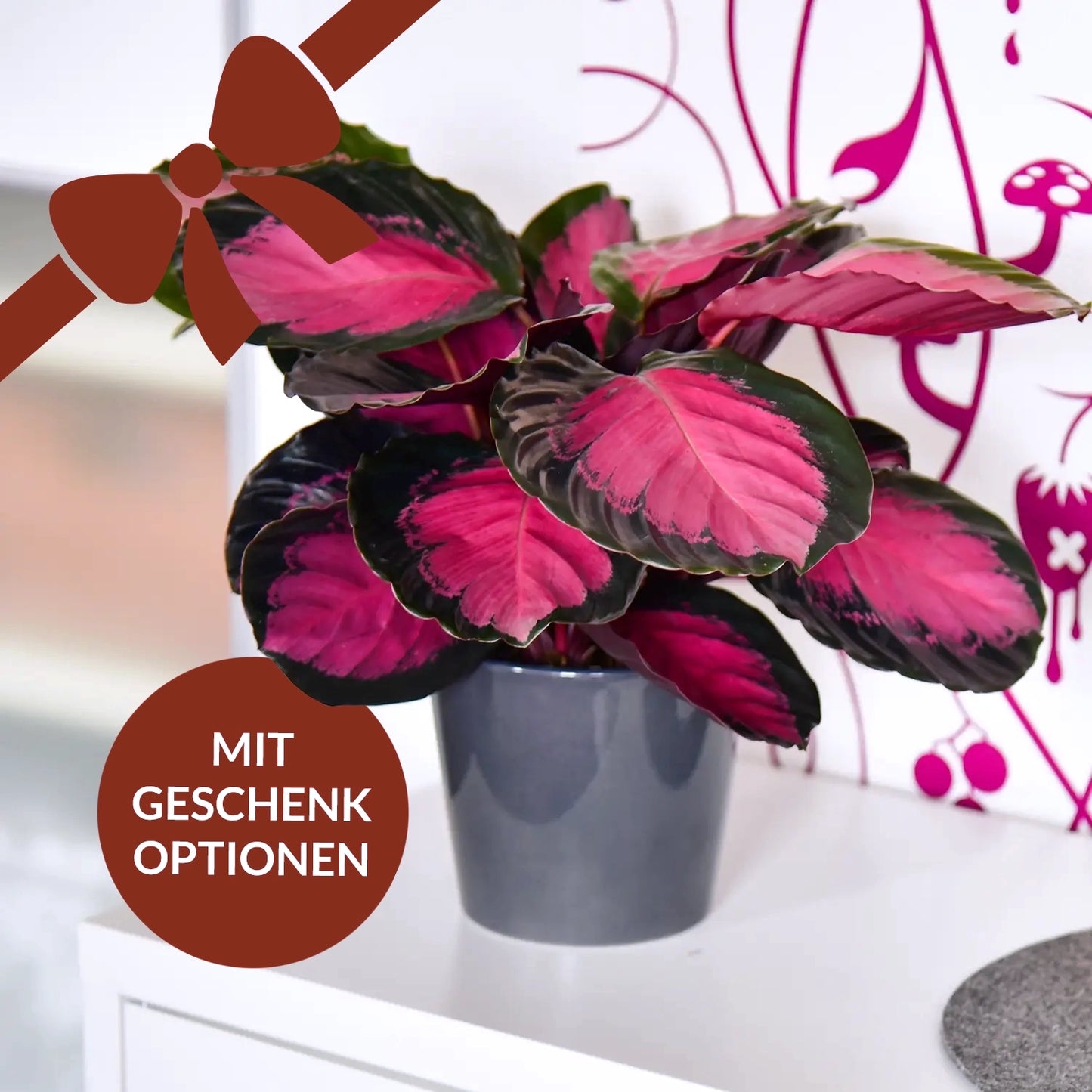 Wunderschöne Calathea Rose Crimson pflanze als Geschenk verschenken - Valentinstag