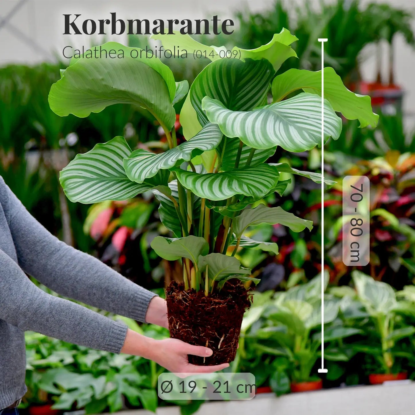 Calathea orbifolia, kräftige Pflanze mit gesunden Wurzeln direkt beim Gärtner