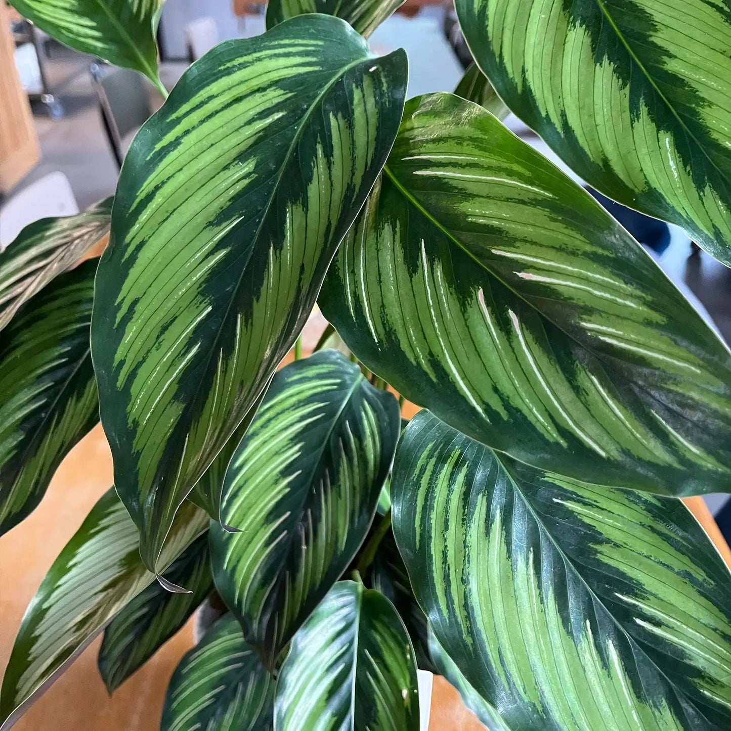 Blattschmuck Maserung Calathea