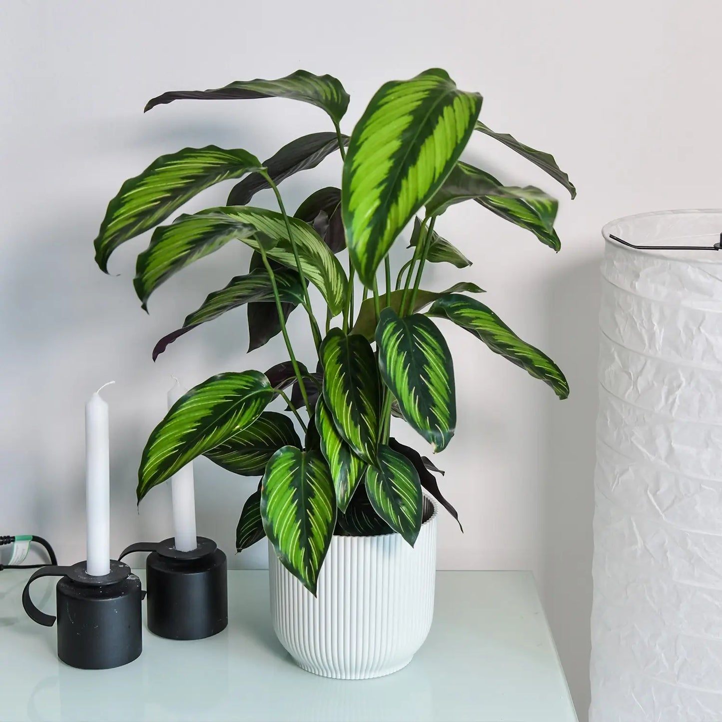 Calathea Korbmarante in weißem Topf auf weißem Sideboard