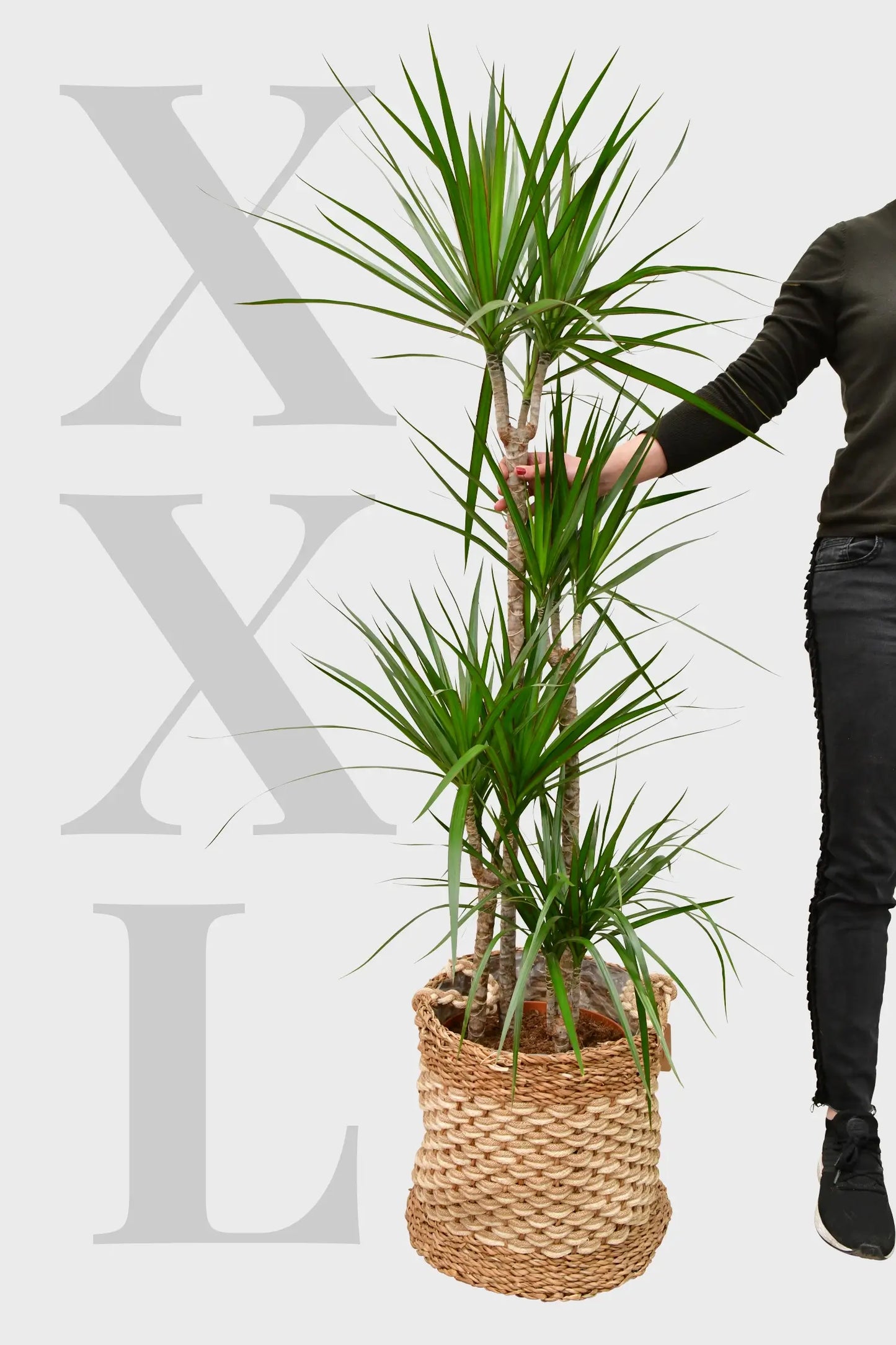 XXL Drachenbaum frisch vom Gärtner bestellen