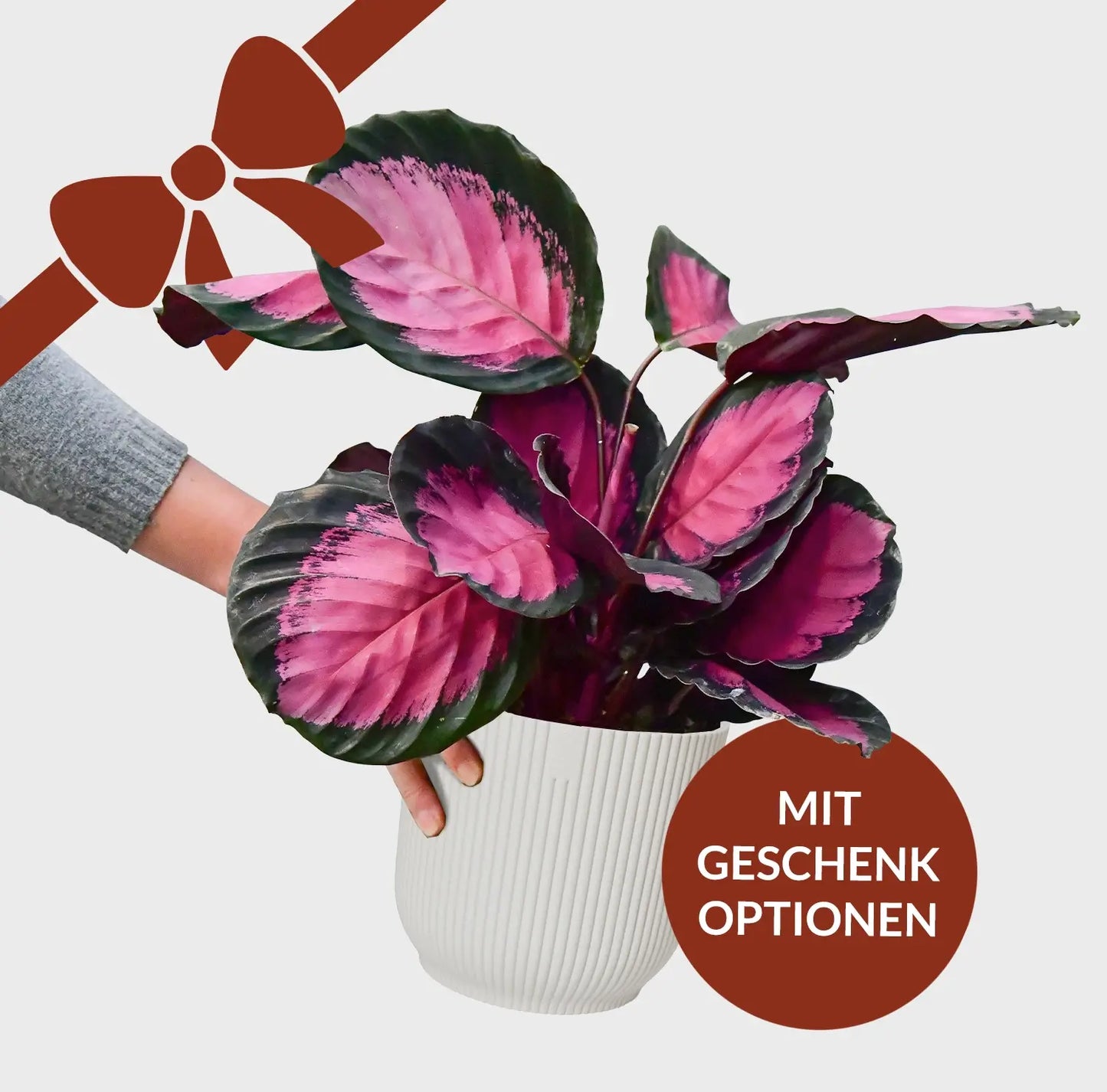 Geschenkset Calathea Rose Crimson