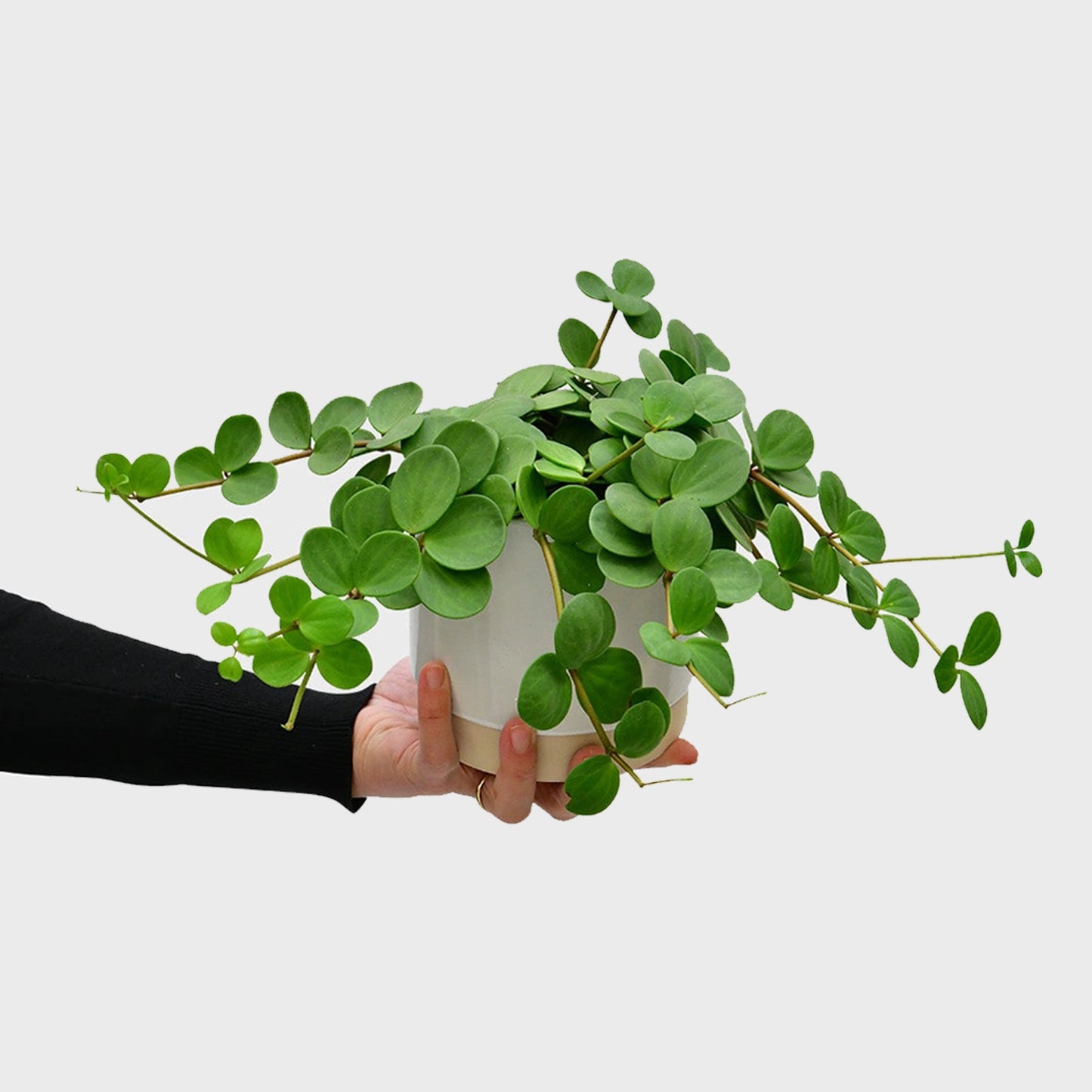 Peperomia Hope