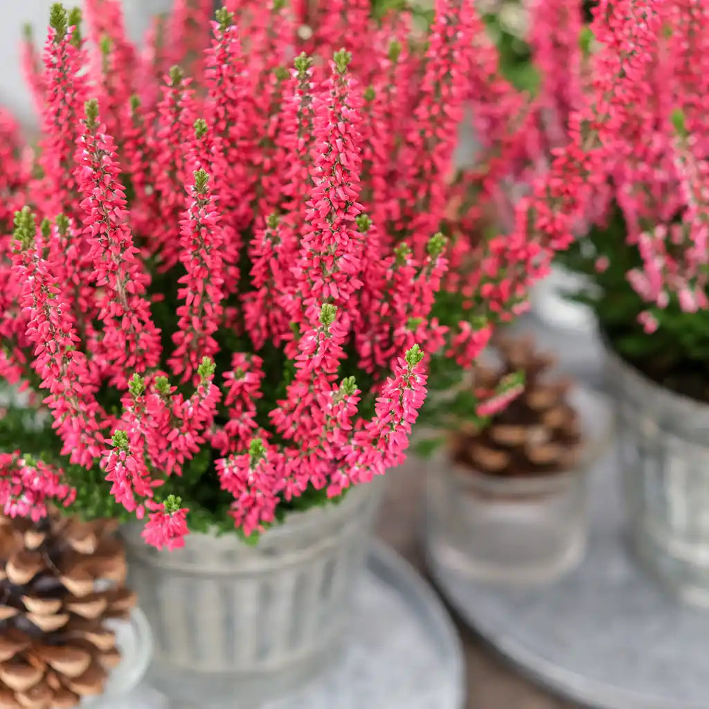Mix & Match Winterharte Herbstpflanzen