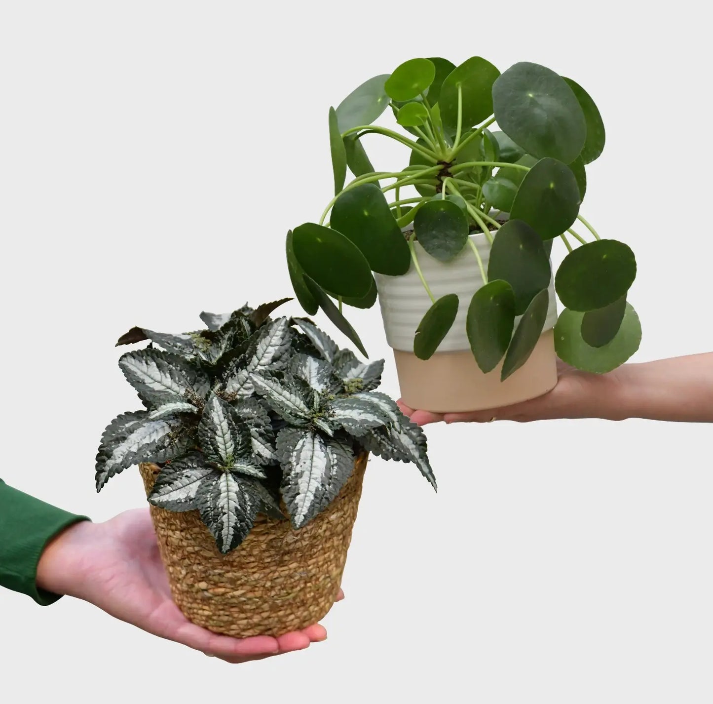 Zwei Pilea Zimmerpflanzen frisch vom Gärtner kaufen
