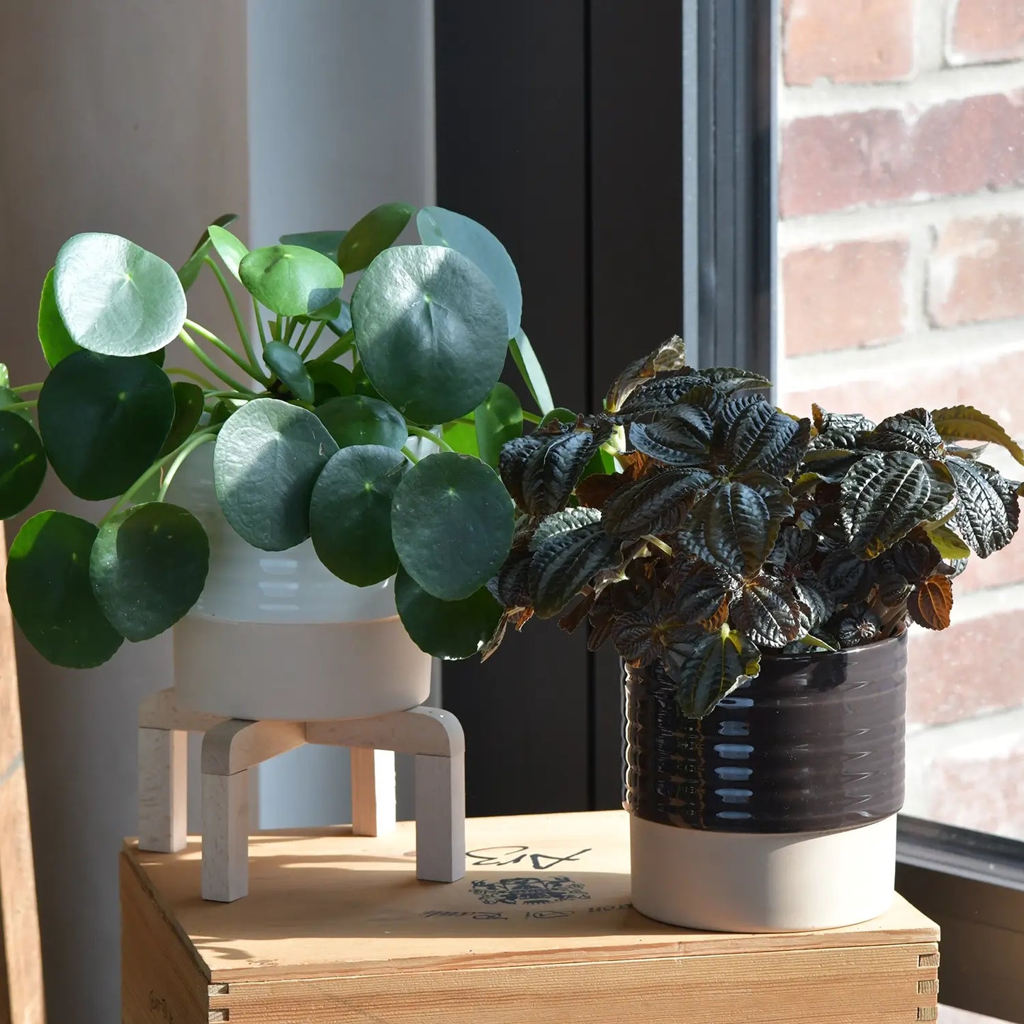 Pilea Pärchen mit Deko Töpfen direkt am Fenster