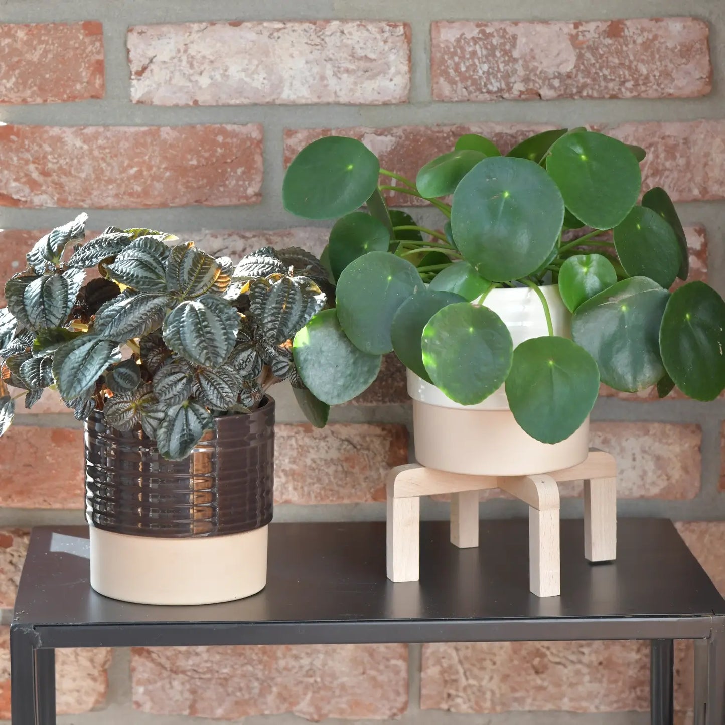 Pilea Pärchen mit Dekotöpfen auf schwarzem Tisch
