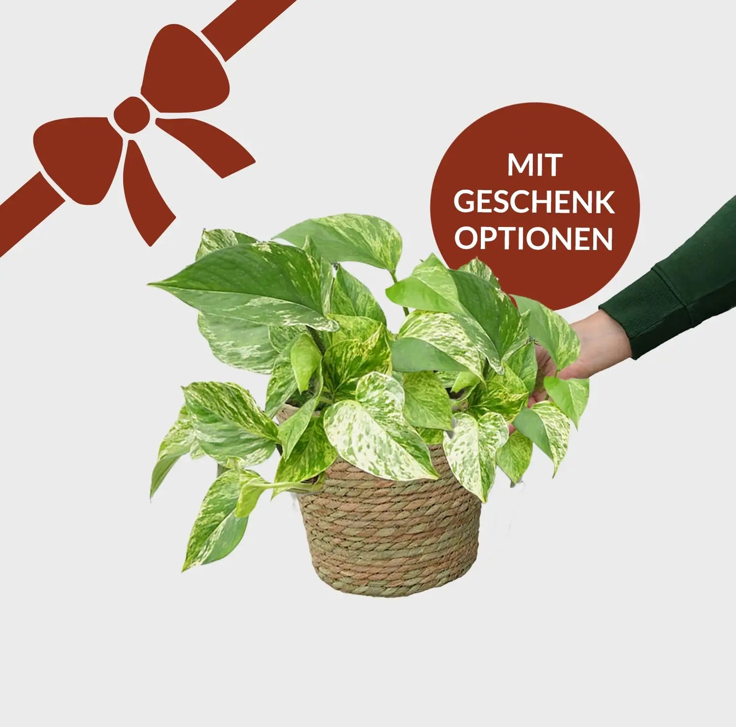 Kleines Geschenkset Efeutute