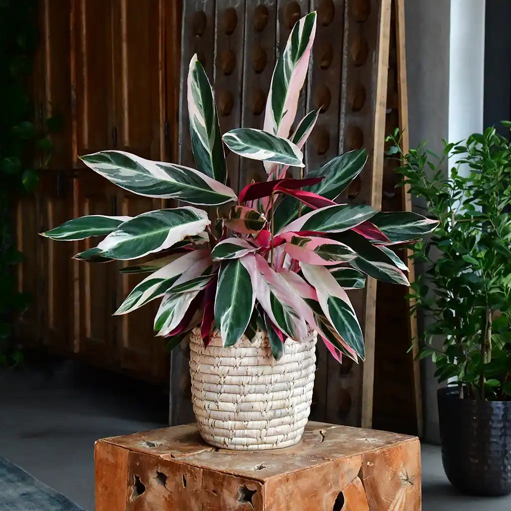 SPECIAL OFFER Calathea Triostar No.19