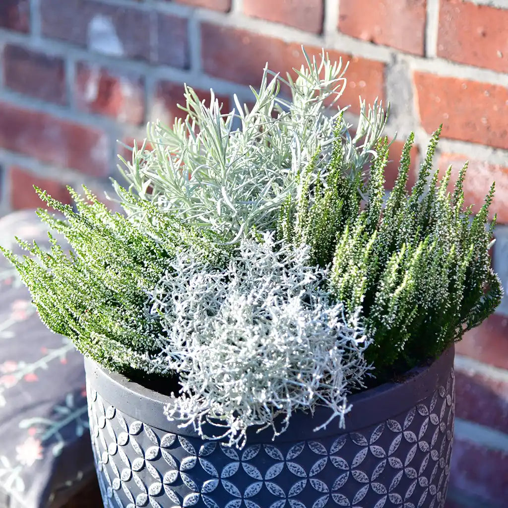 Mix & Match Winterharte Herbstpflanzen