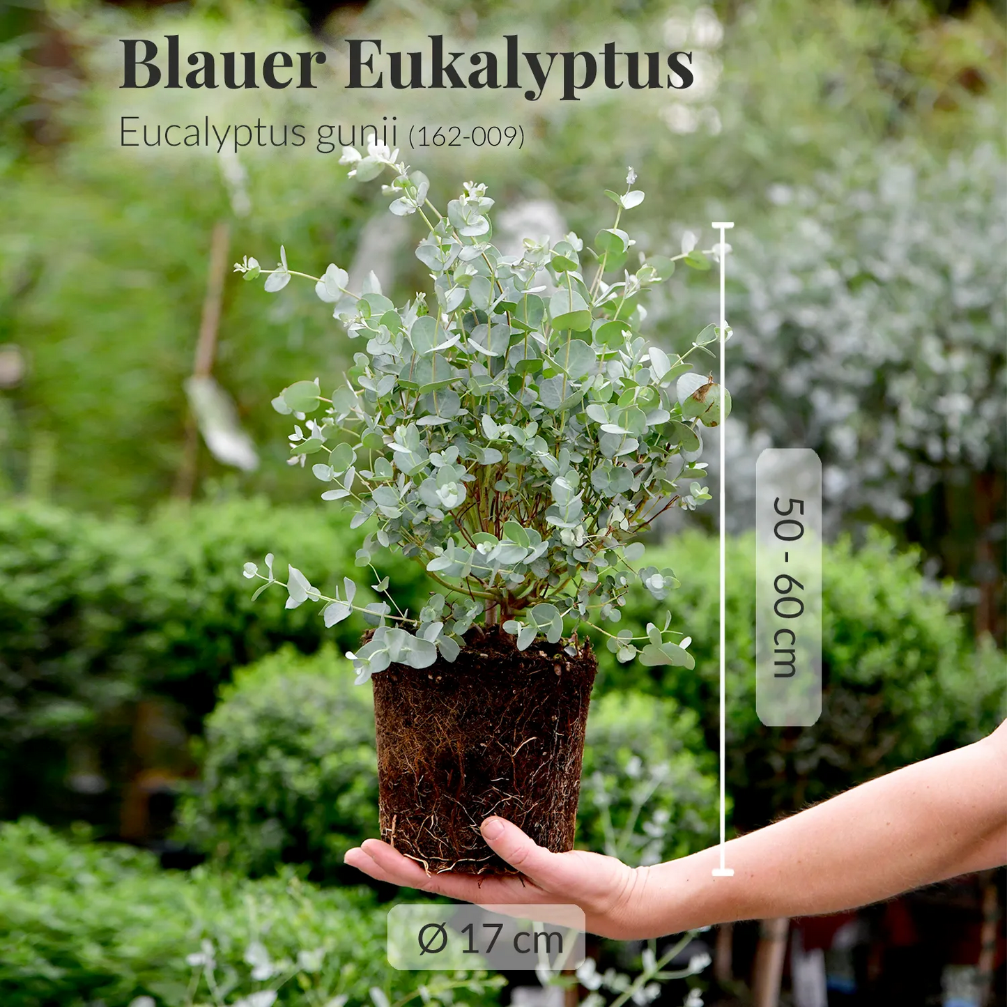 Duftender Eukalyptus Busch