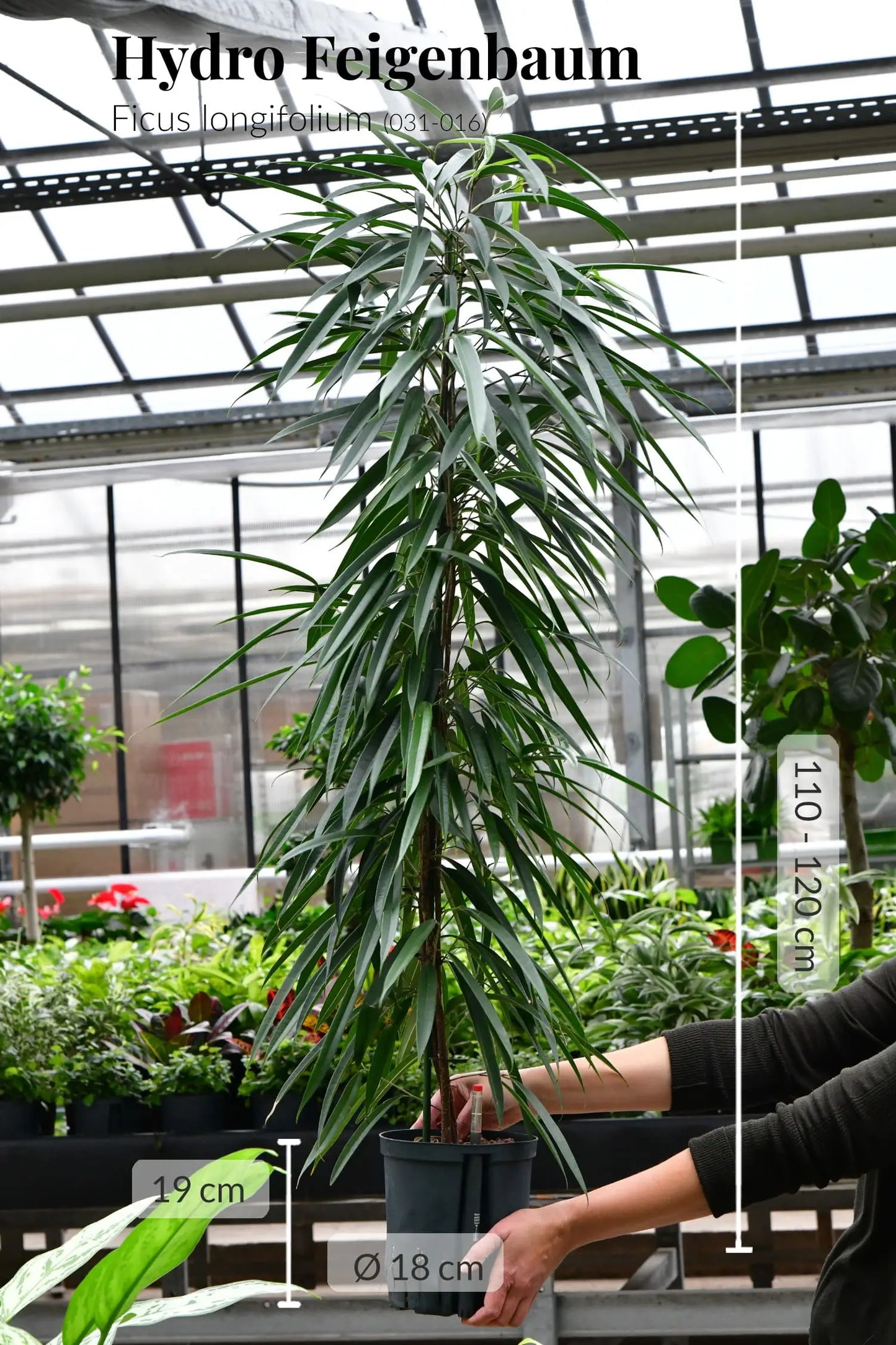 Hydro Kingsize langblättriger Ficus 110-120cm
