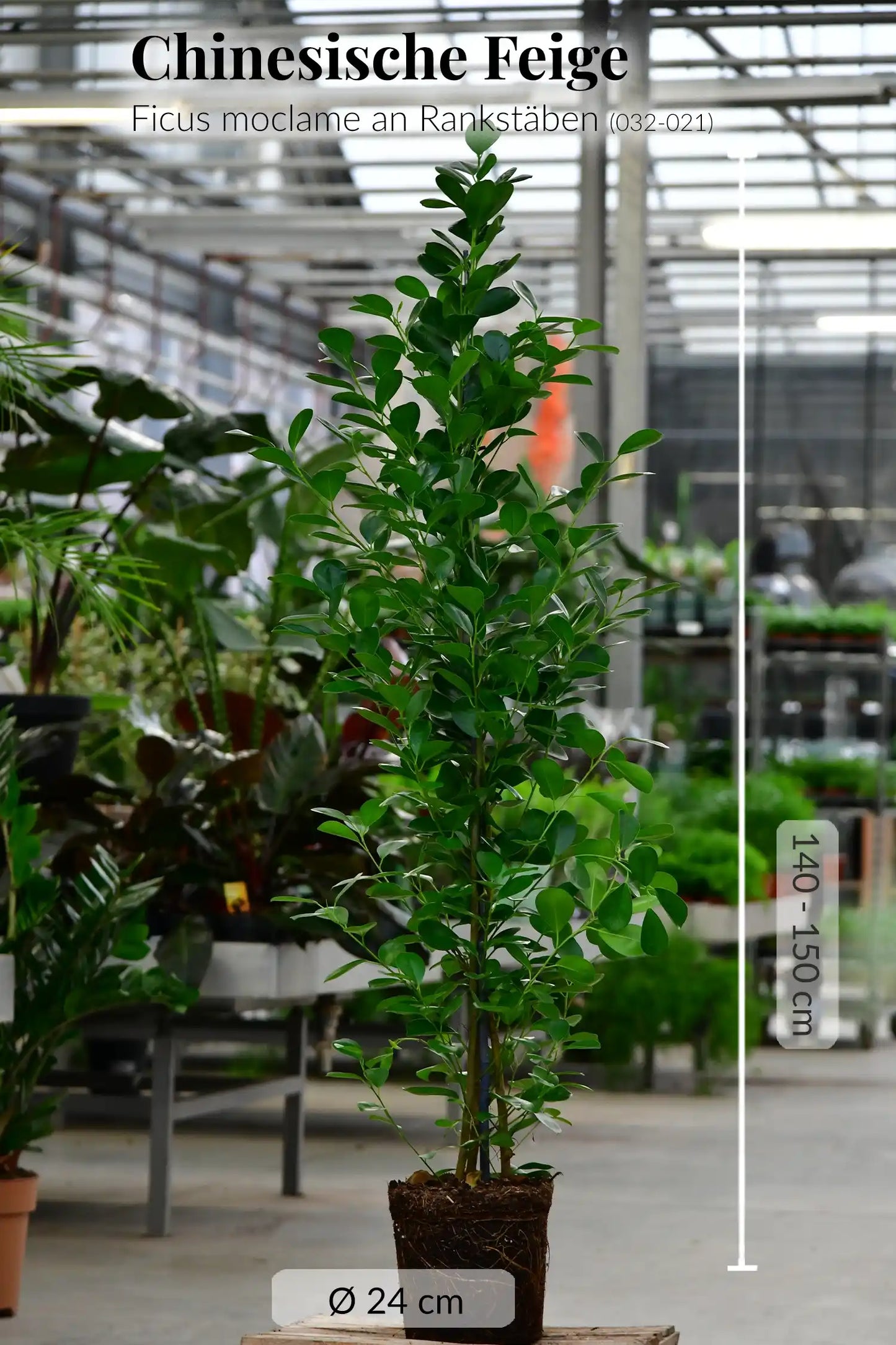 XXL Chinesische Feige Ficus Moclame, 160-170cm