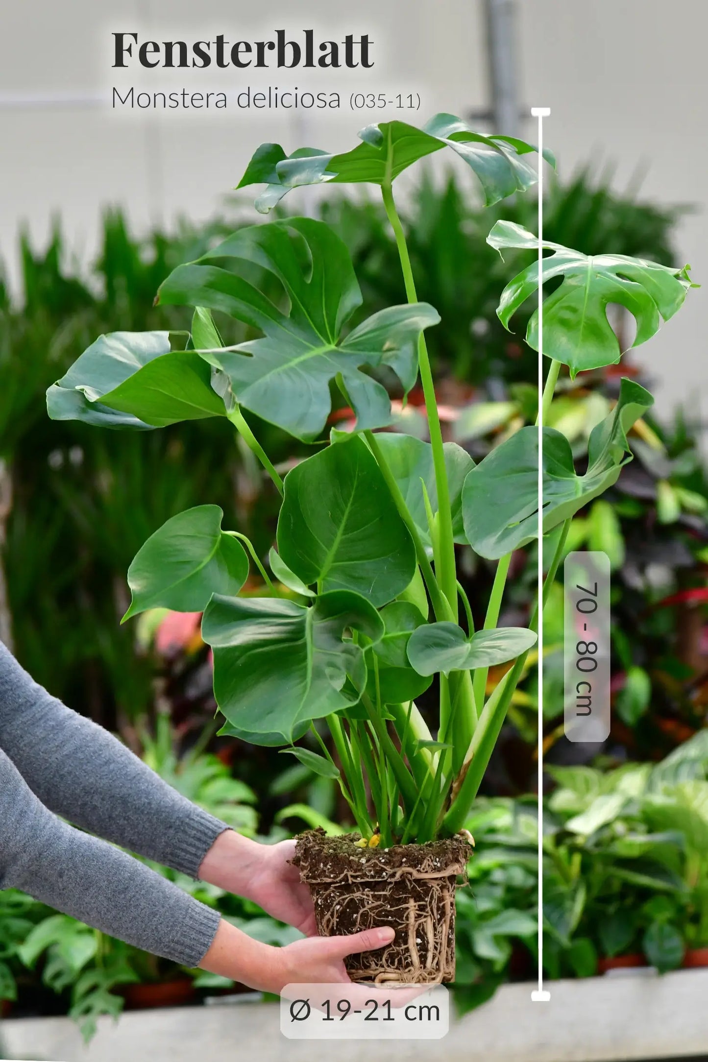 Frische Monstera mit gesunden Wurzeln direkt beim Gärtner