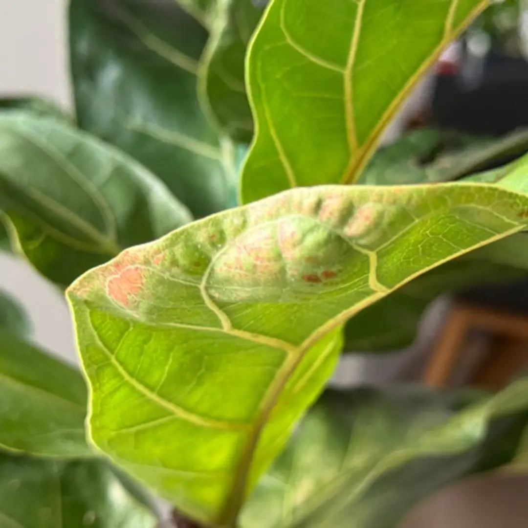 Geigenfeige (Ficus lyrata) mit Blattverfärbungen und weich matschigen Stellen durch Überwässerung.