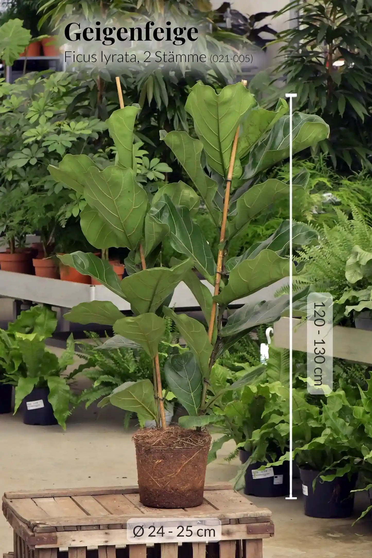 Echte XXL Geigenfeige mit 2 Stämmen 120-130cm