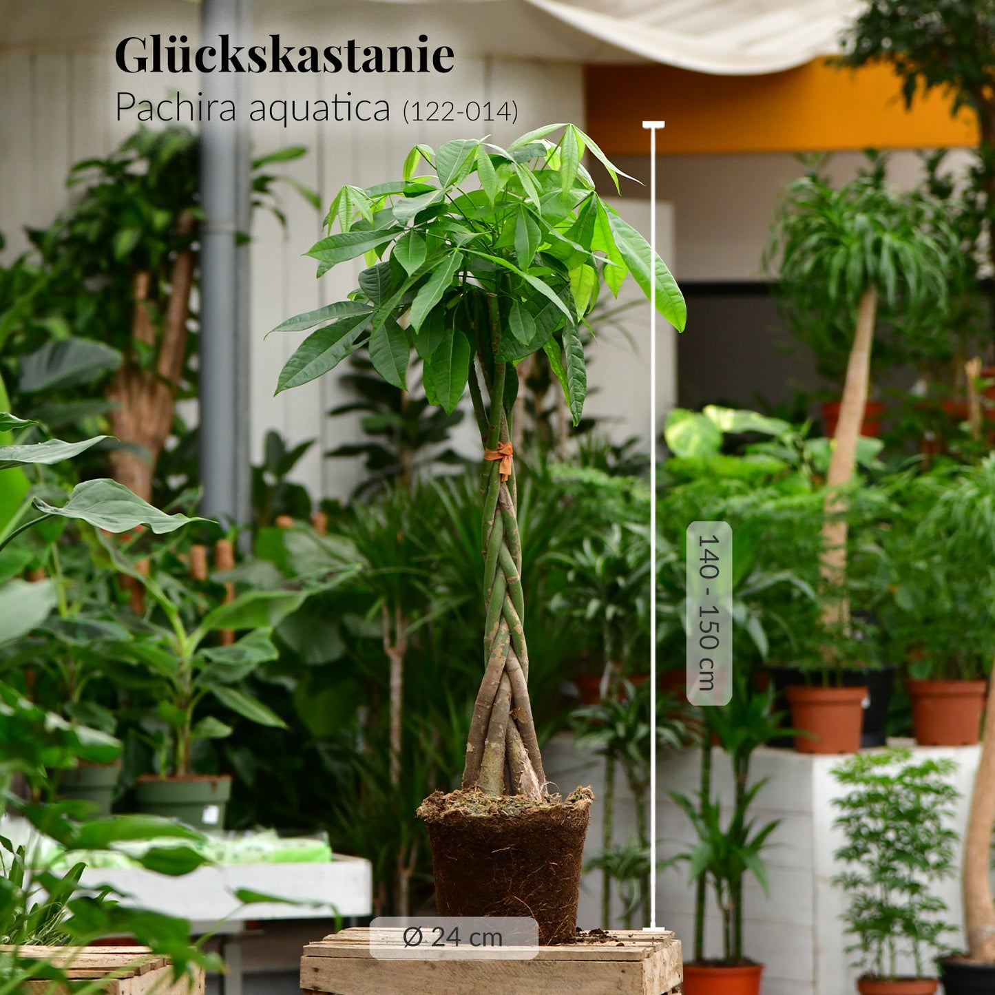 SPECIAL OFFER XXL Glückskastanie 140-150cm