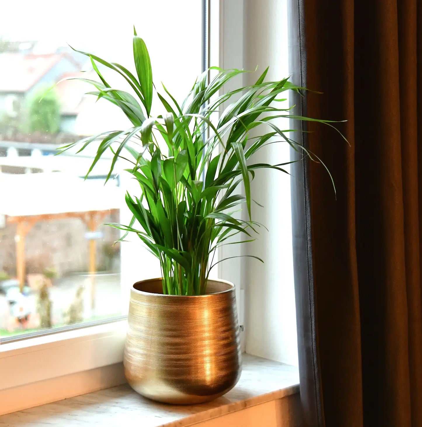 Tierfreundliche Goldfruchtpalme am Fenster in goldenem Dekotopf